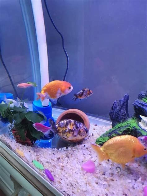 蘭壽金魚飼養方法|日本蘭壽飼養與鑑賞